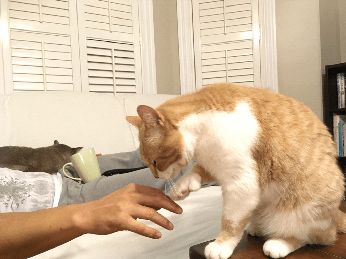 Paw Preference Is Your Cat Right Pawed or Left Pawed? Cole & Marmalade