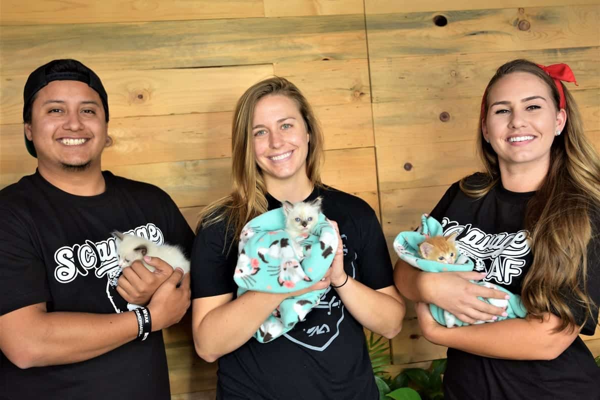 Kitten Crashers San Diego Humane Society Introduces Smiles Into The Workplace Cole Marmalade