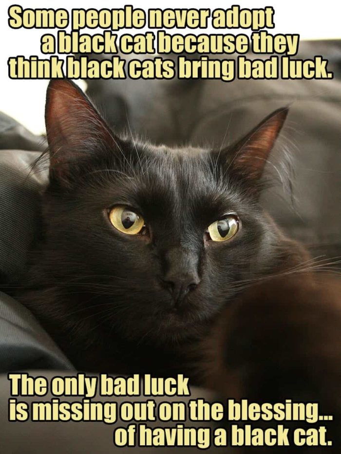 The World History Of Black Cats Bringing GOOD LUCK! Cole & Marmalade