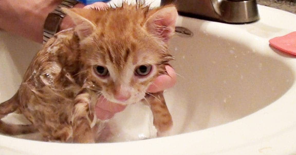 Should You Bathe Your Cat? Cole & Marmalade