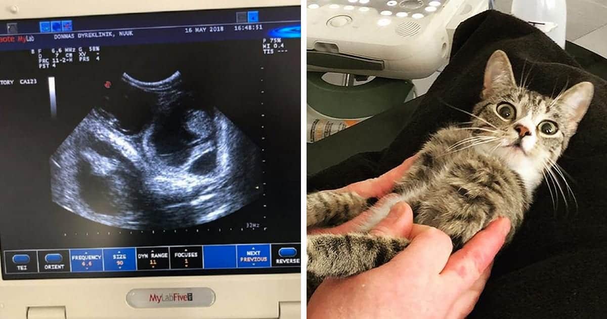 Winning The Internet; Surprised Cat Reacts When She Learns She Is Pregnant!  - Cole & Marmalade