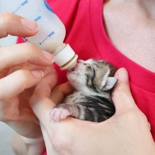 4 Neonatal Kittens Dumped; Get Second Chance At Life In The Cole and ...