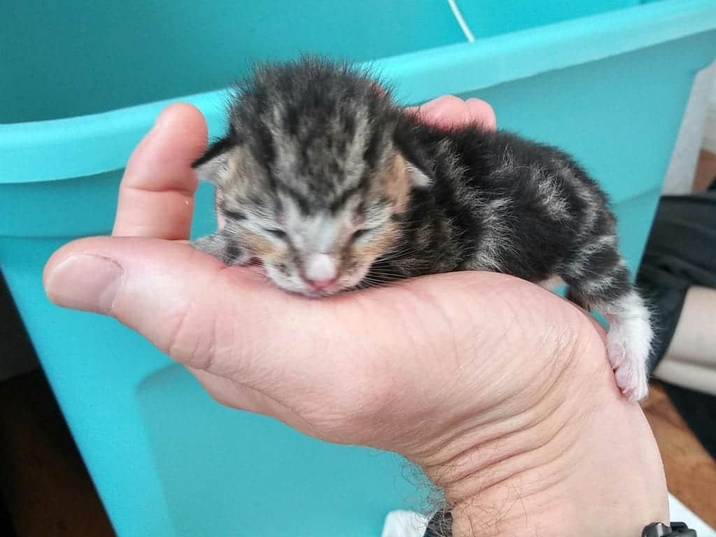 4 Neonatal Kittens Dumped; Get Second Chance At Life In The Cole and ...