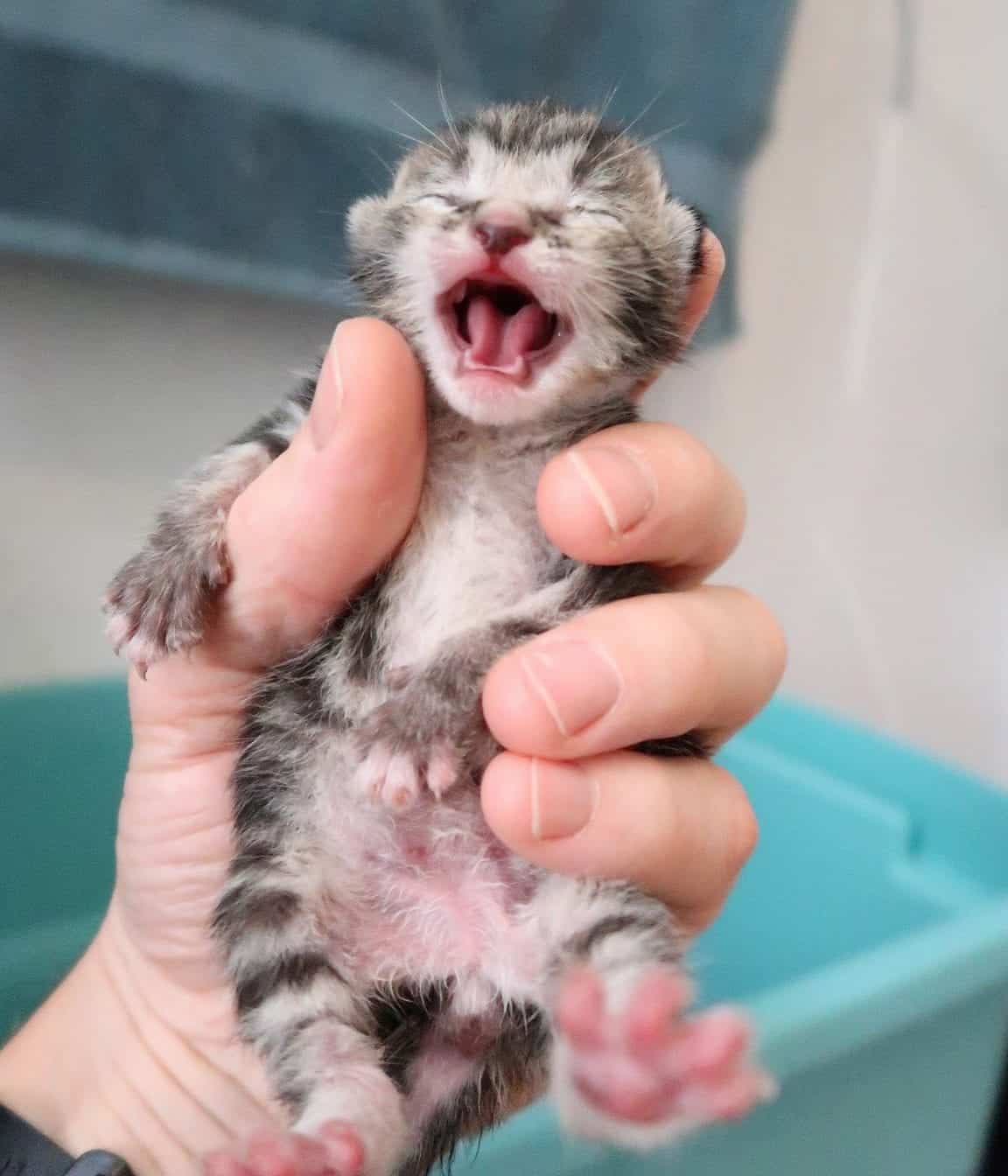 4 Neonatal Kittens Dumped; Get Second Chance At Life In The Cole and Marmalade Household Cole