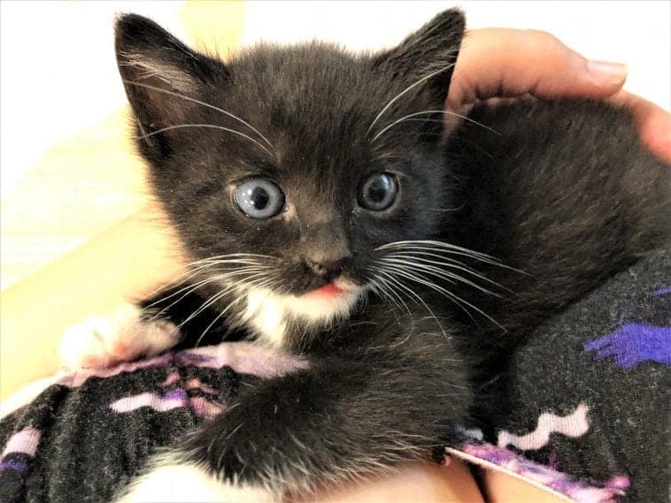 Pawficer Oreo; The Cutest CATdet In Training! - Cole & Marmalade