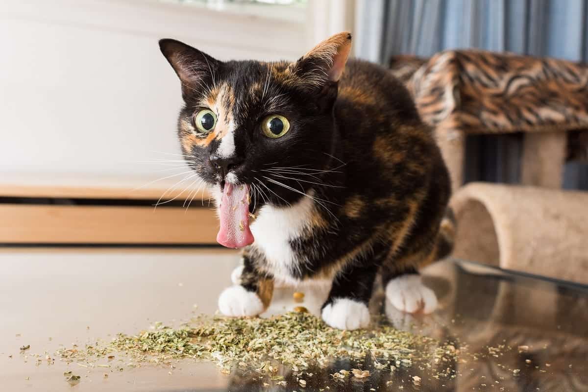 What Is The Point Of Catnip