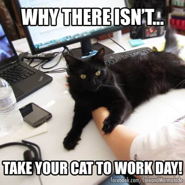 How To Survive Working With Cats - Cole & Marmalade