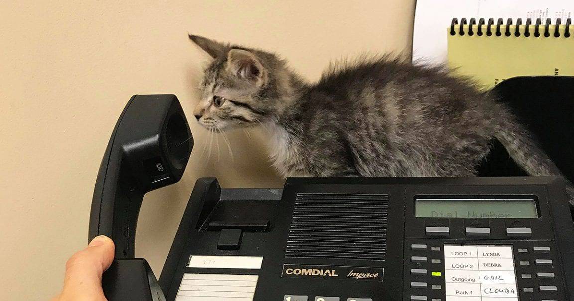 How To Survive Working With Cats Cole & Marmalade