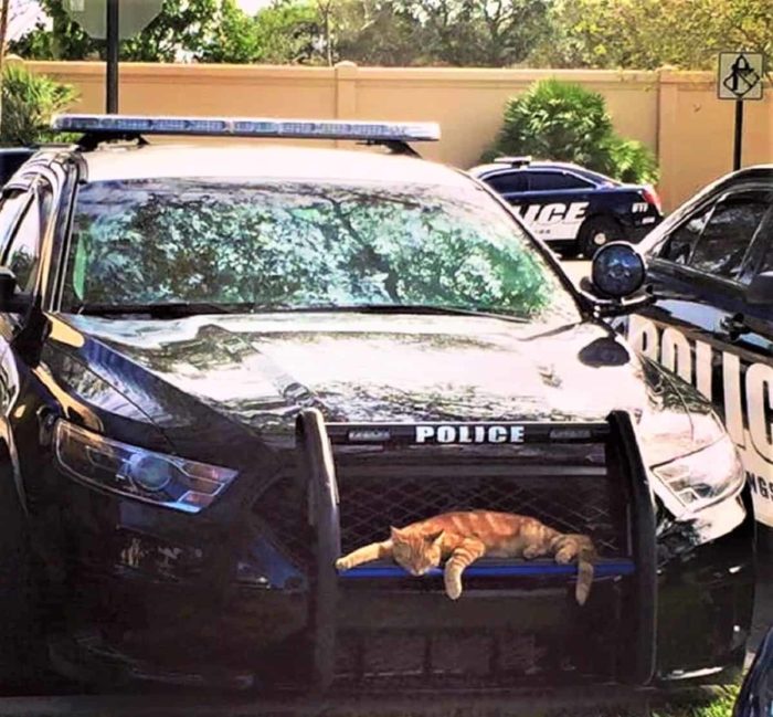 Florida "Cat Cop" Rescues Felines During Her Shift; A True Officer Of
