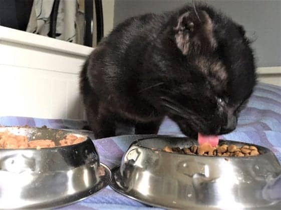 (With Updates!) Tortured Black Cat Happily Accepts Love After Being ...