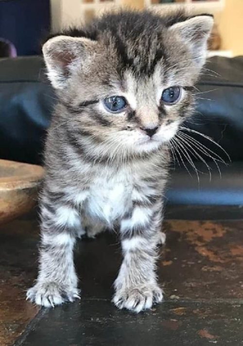 Special Needs Kitten Gets Unique Feeding Bowl To Survive With Medical ...