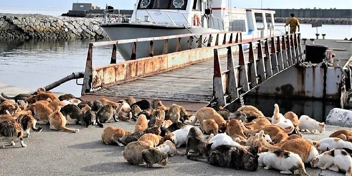 Aoshima, the cat island