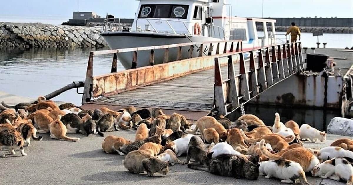 Cat Islands VaCATion Destinations That Any TRUE Cat Fanatic Will Be Adding To Their Bucket