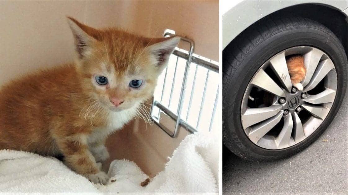 Kitten In NYC Takes Terrifying 15Mile Journey Stuck Under Car; 7