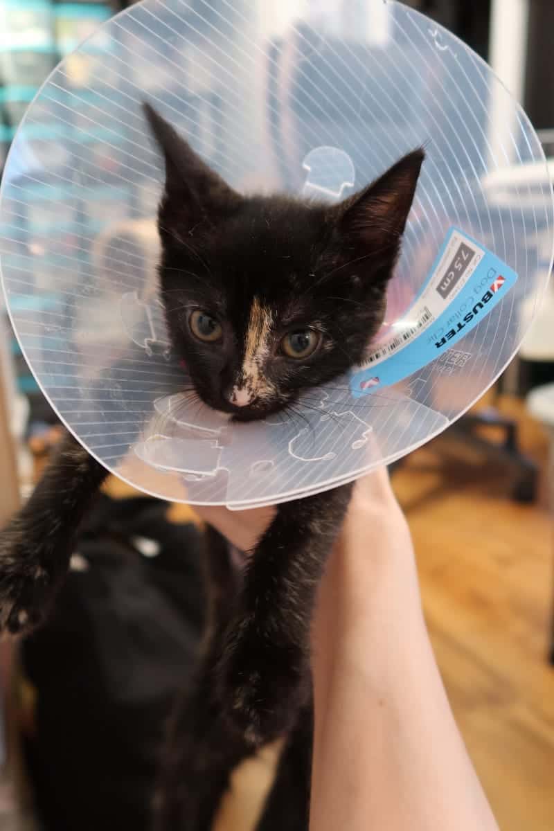 cat cone after spay