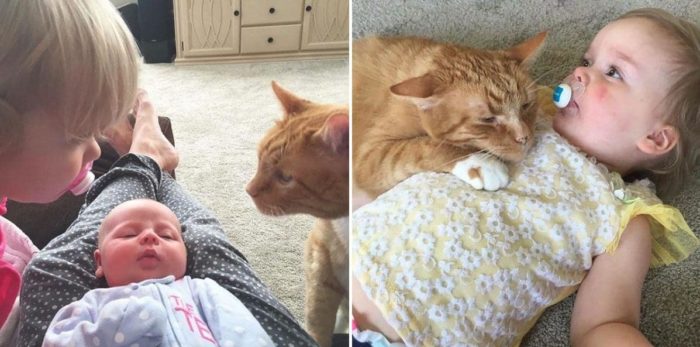 With Adorable Updates One Extraordinary Cat Has Taken The Internet By Storm Bailey And His