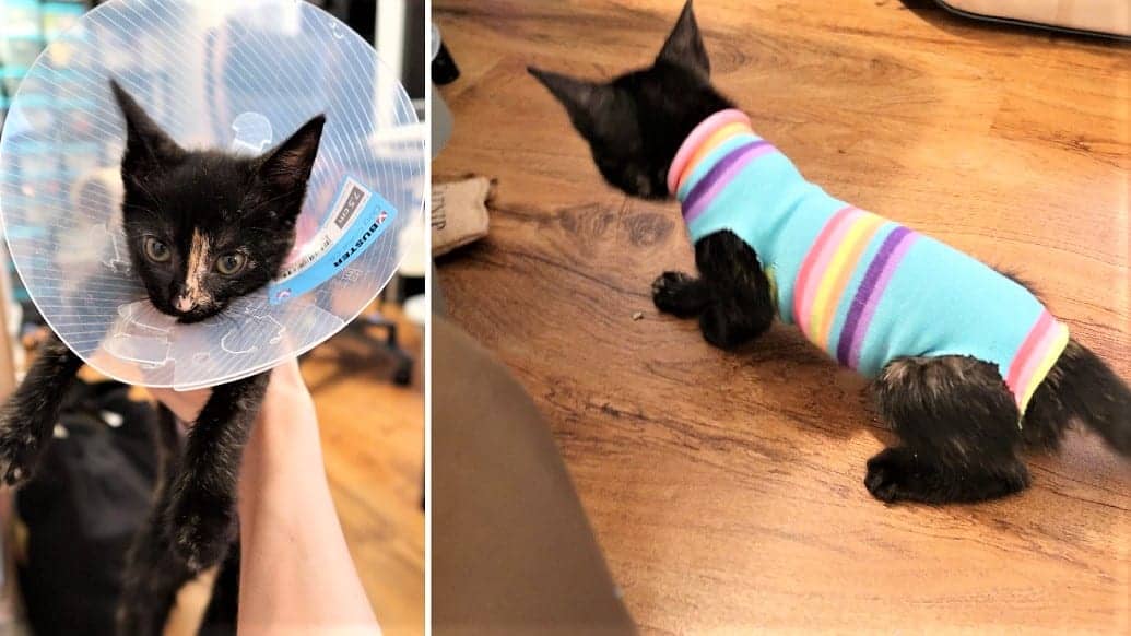 kitten cone after spay