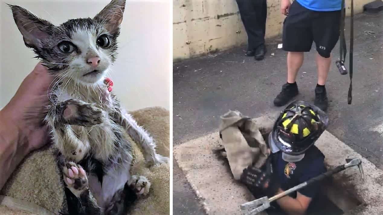 Rare 5Legged Stray Kitten Rescued! Cole & Marmalade