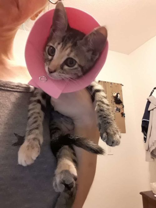 Kitten Sock Onesie DIY Craft For Your Furbabies After Spay/Neuter Day