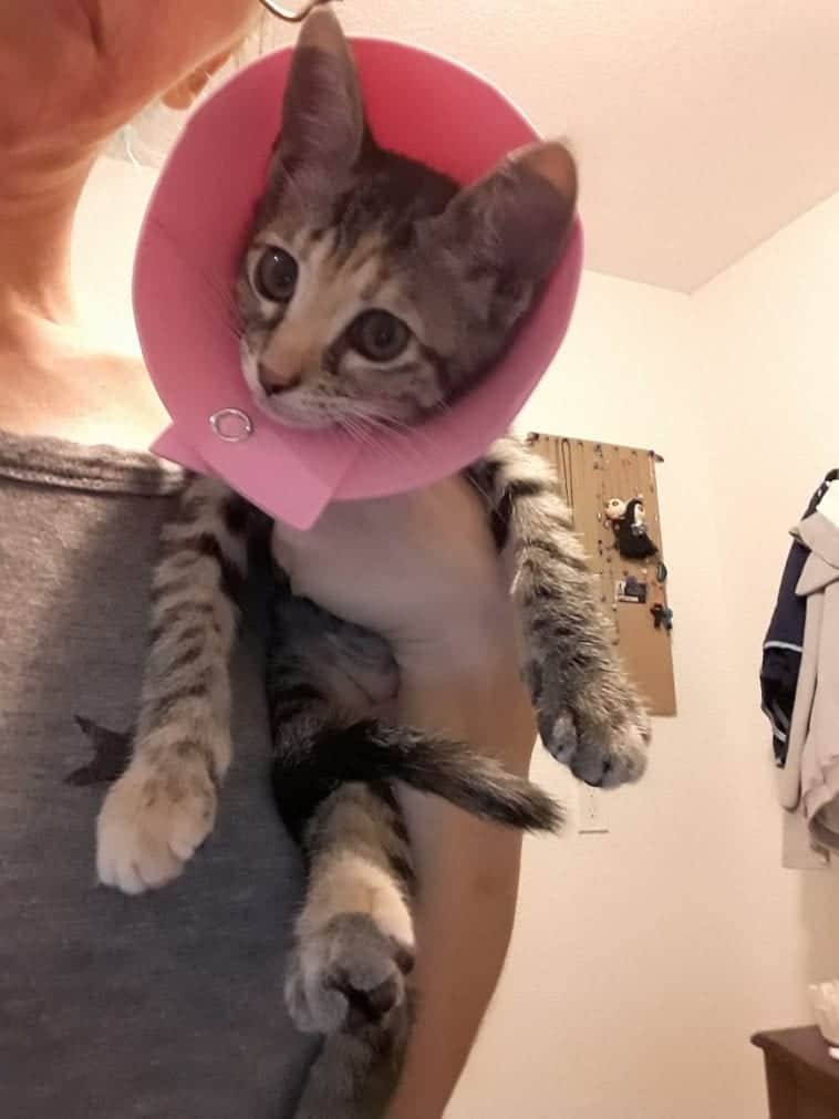 Kitten Sock Onesie DIY Craft For Your Furbabies After Spay/Neuter Day