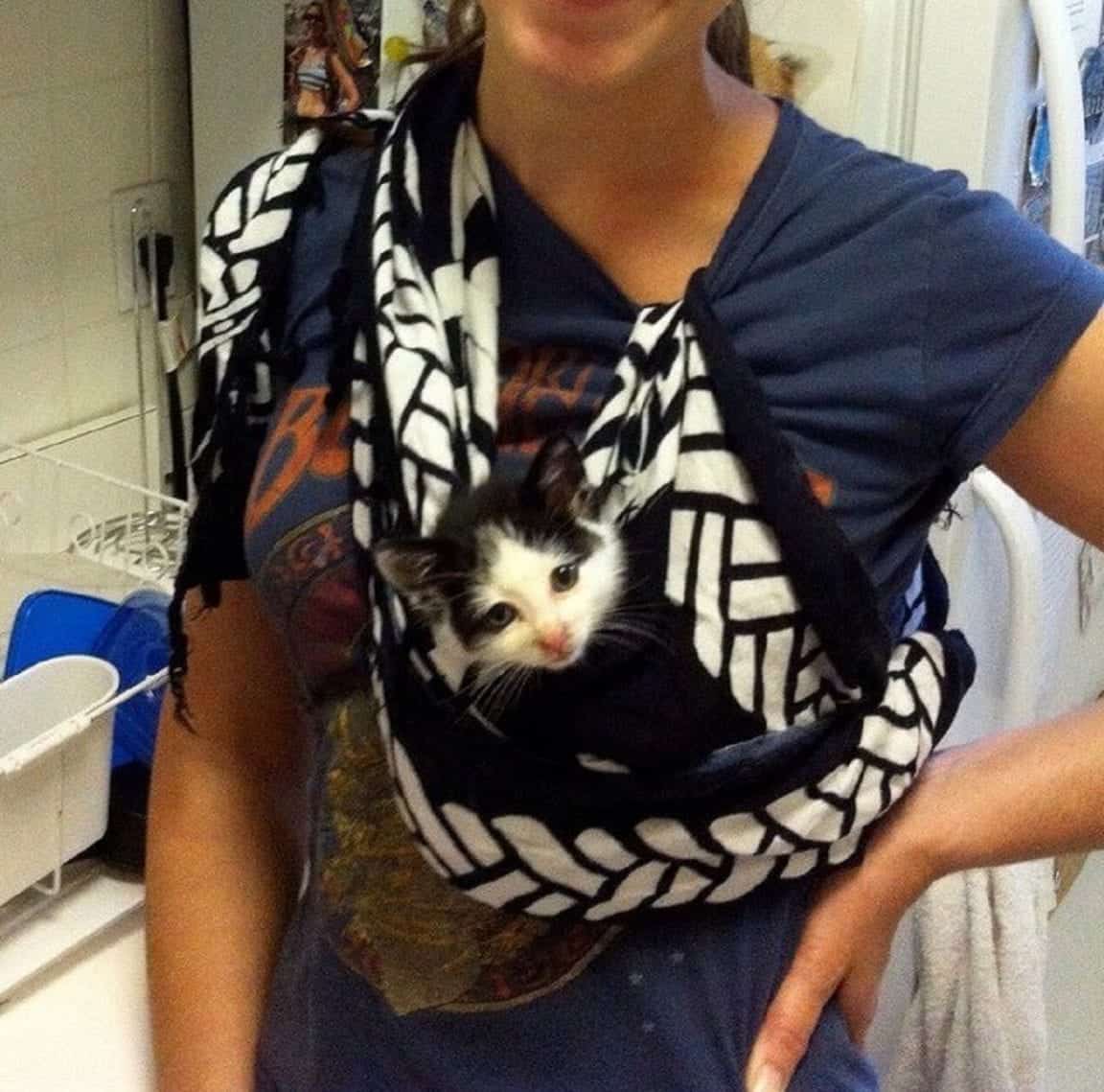 Loving Cat Refuses To Let Anything Stand In His Way To Help Foster