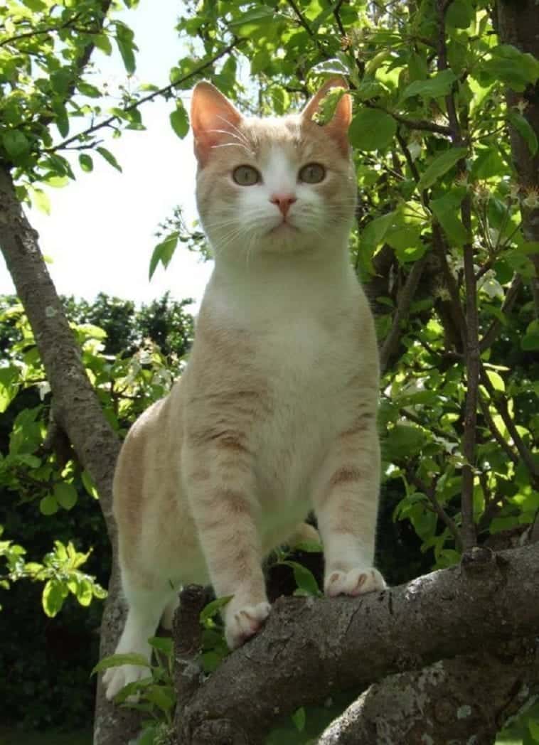 Town In New Zealand Attempting To Ban All Domestic Cats; Do They Have