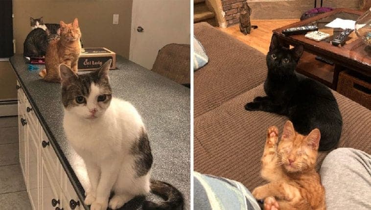 These Adorable Special Needs Felines Found The PURRfect Home! - Cole ...