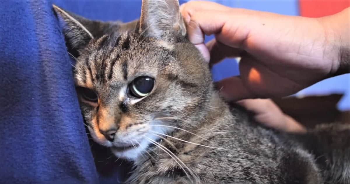 Senior Cat With Pica Given Less Than 6 Months To Live; Proves Them All