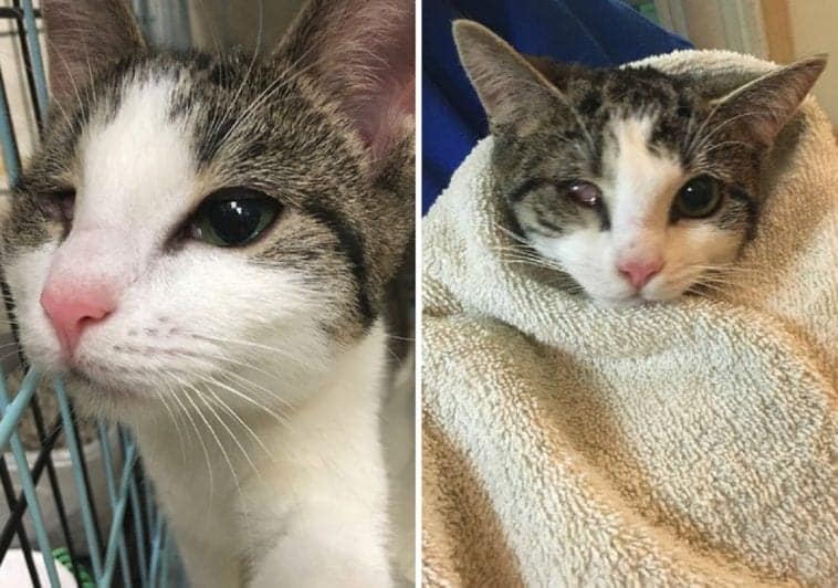 These Adorable Special Needs Felines Found The PURRfect Home! - Cole ...