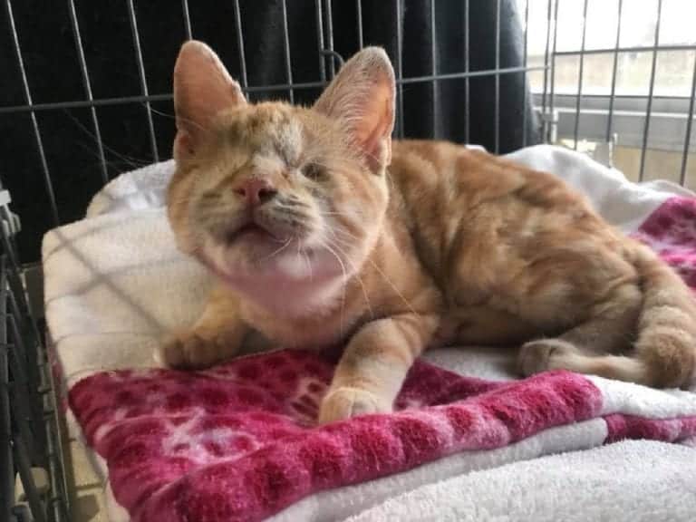 Update Look At Him Now Stray Kitten Found With Severe Eye Injuries   Recovering 768x576 