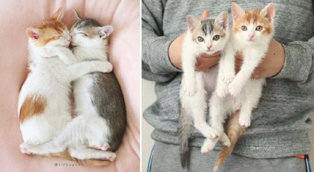 Two Bonded Siblings Find One Dedicated Cat Dad; Together The 3 Are Cute
