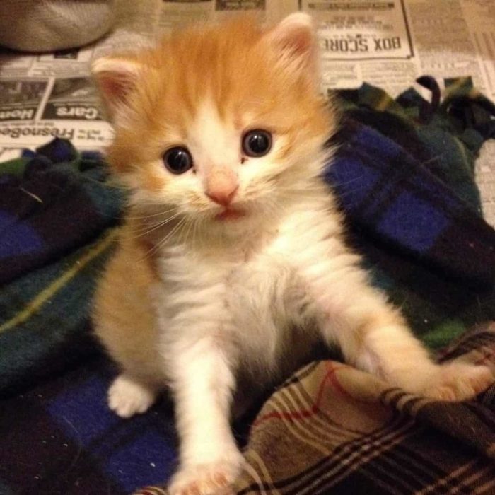 Kitten Found Abandoned in Box with Crackers, Now Subject of Children's ...