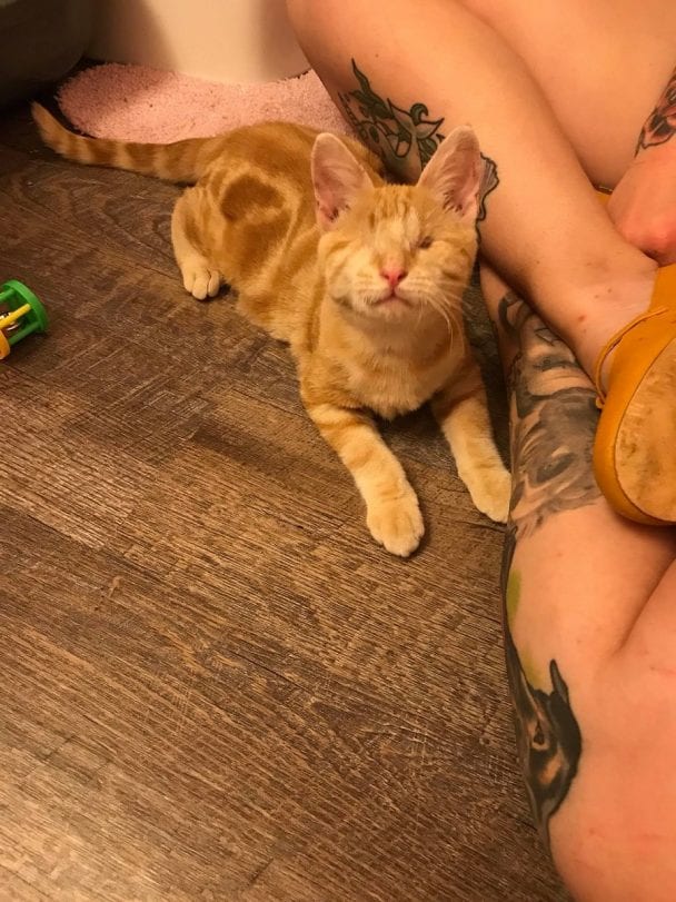 (Update Look At Him Now!) Stray Kitten Found With Severe Eye Injuries