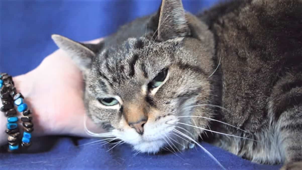 Should I Euthanize My Cat With Kidney Failure Kidney Failure Disease