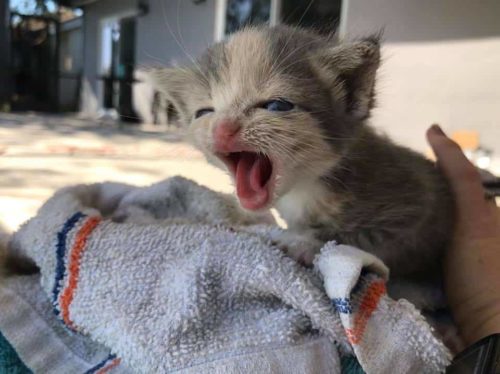 Kittens Loud Cries Lead Rescuers To Her Aid; Now She Won't Stop ...