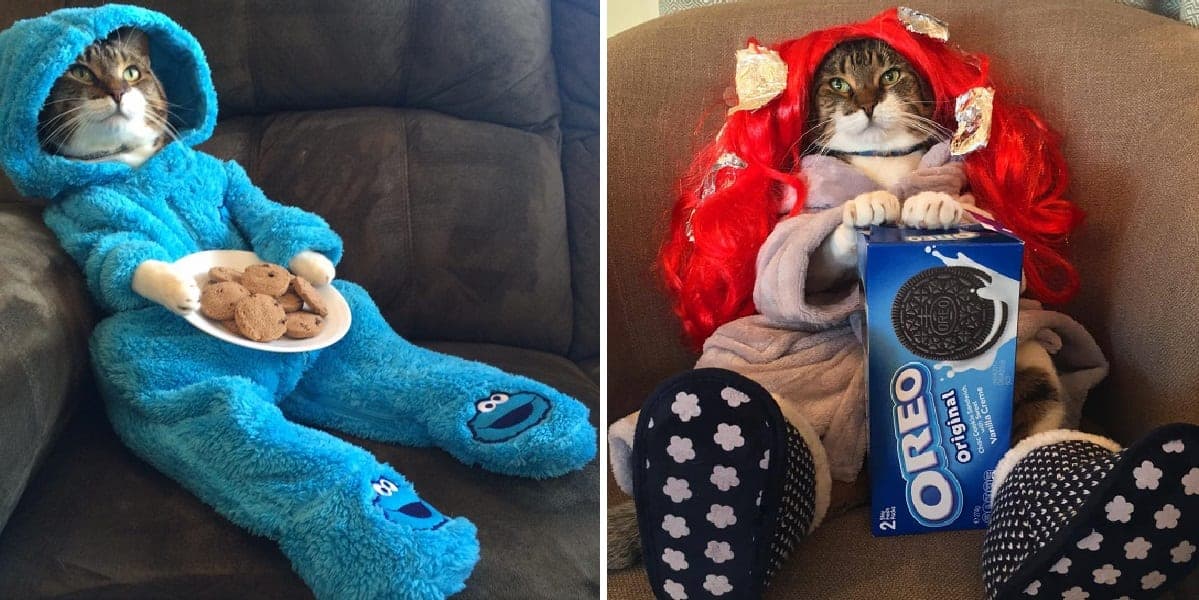 Elie-27-has-tinder-profile-of-cat-wearing-cookie-monster  -pajamas-and-holding-cookies Ebuyer Blog