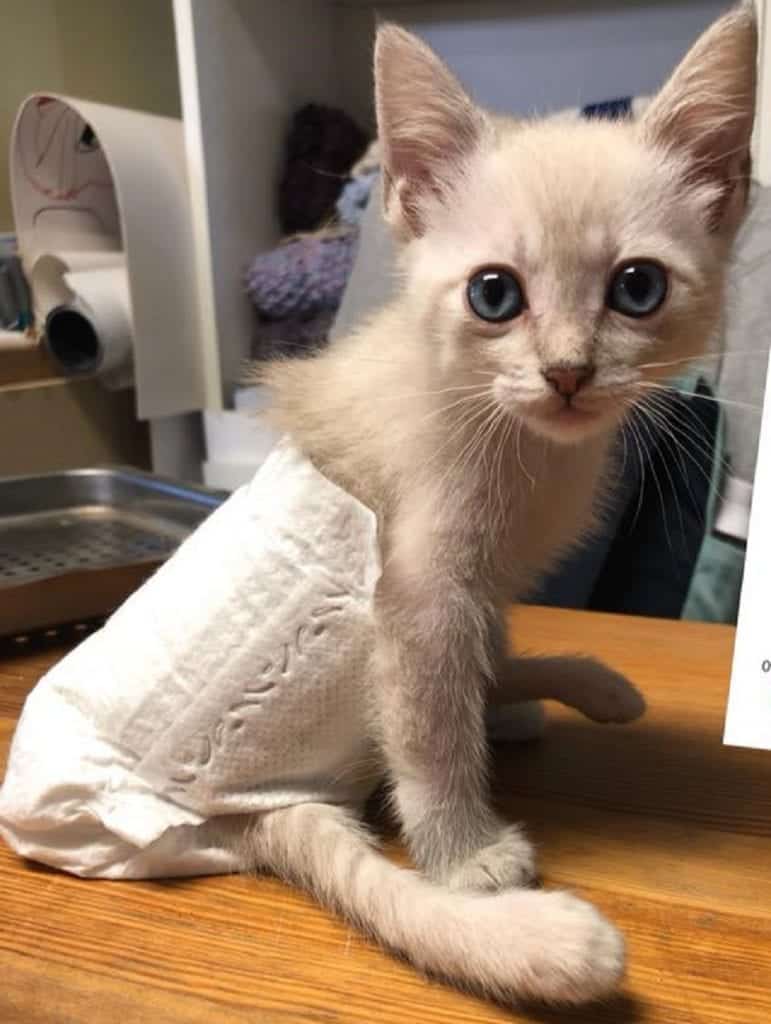 Adorable Manx Kitten Born With Defect; Learning To Love Life