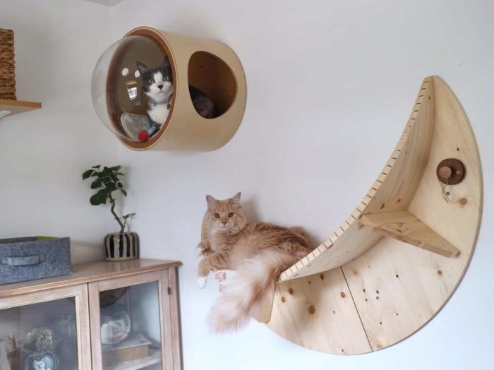 Fancy Catification Unique