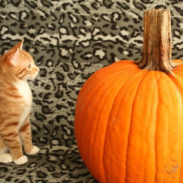 Did You Know Autumn's Purrfect Fruit, Pumpkin, Is A Year Round Healthy