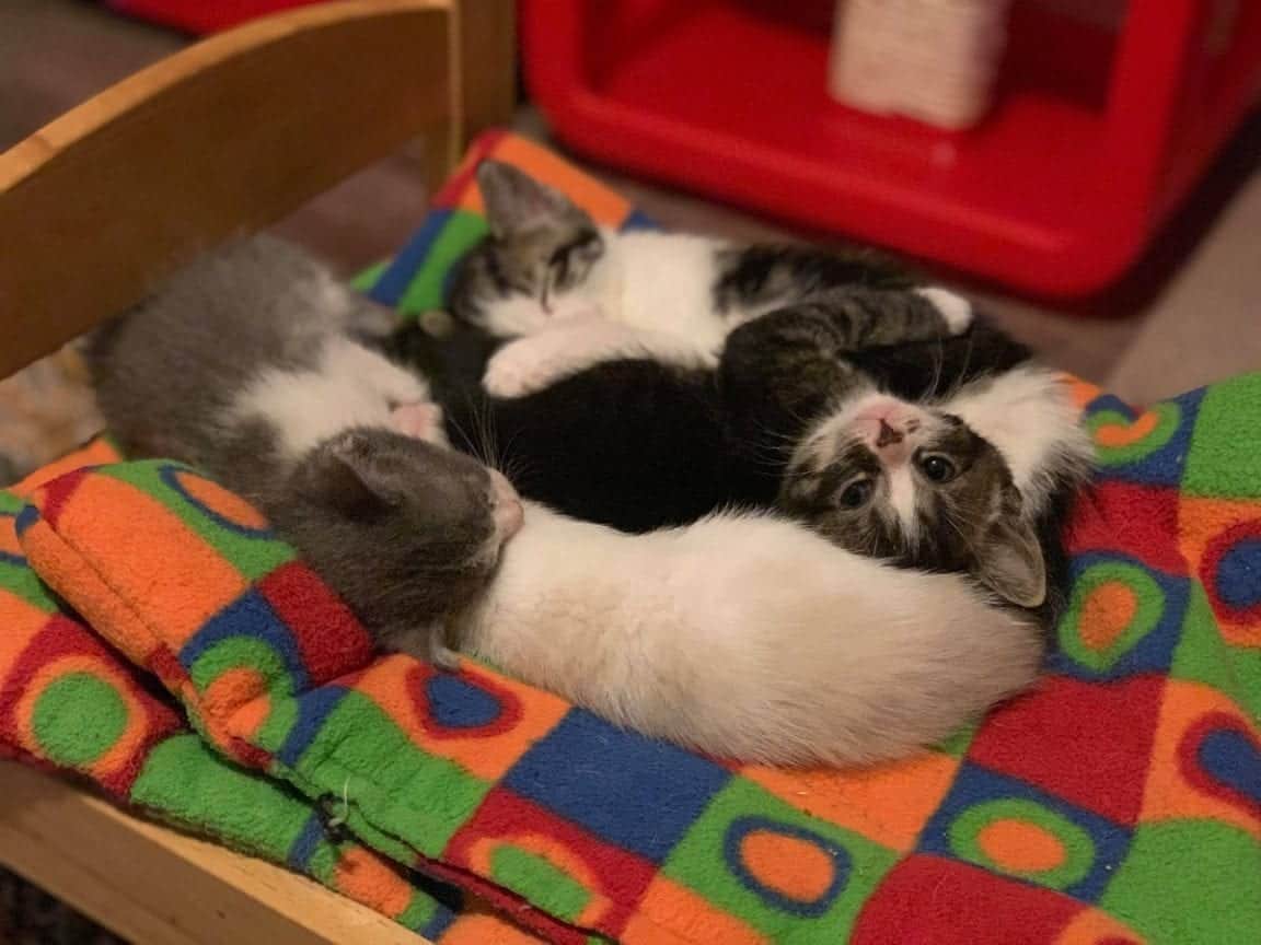 Unwanted Litter Includes Kittens Born With Rare Disease; Foster Mom