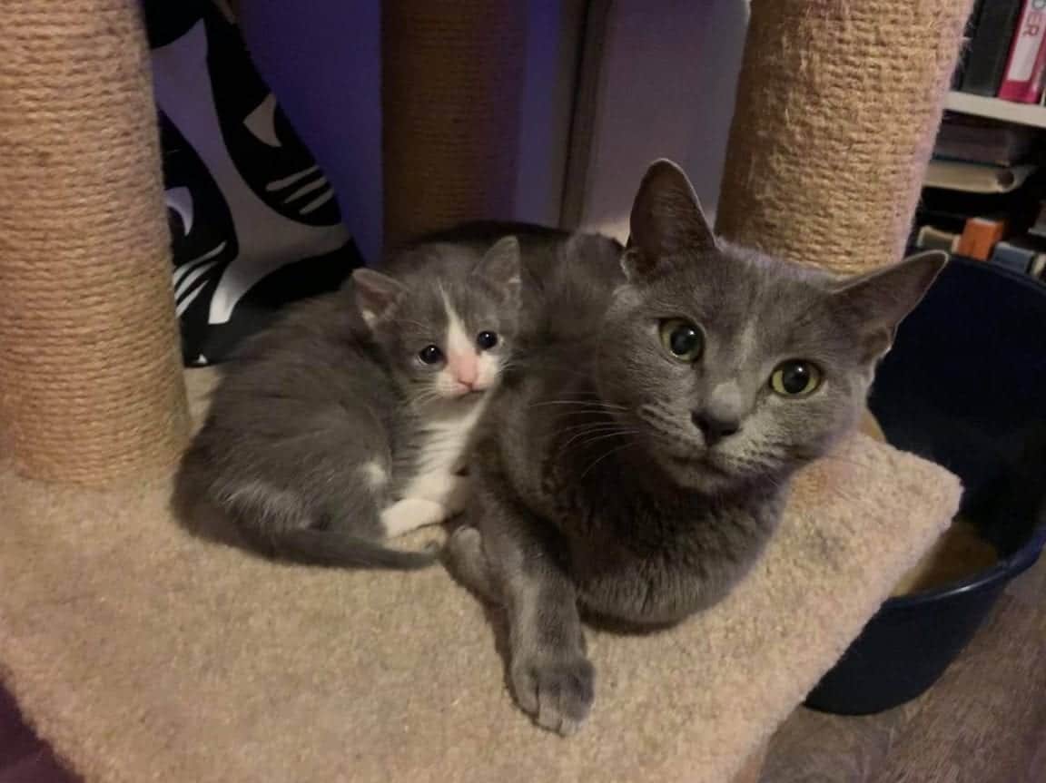 Unwanted Litter Includes Kittens Born With Rare Disease; Foster Mom
