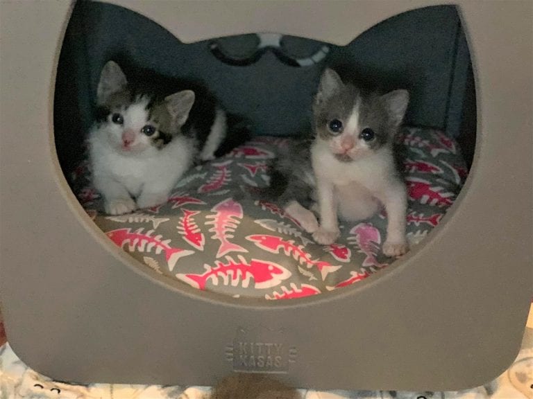 Unwanted Litter Includes Kittens Born With Rare Disease; Foster Mom