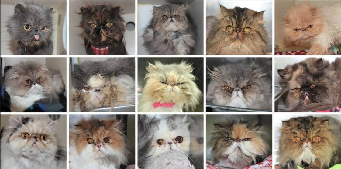 24 Neglected Persian Cats Rescued from Backyard Breeder; Saved from