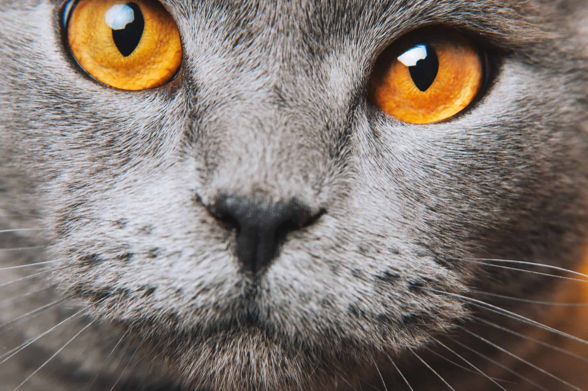 The Colors Of The Worlds Most Beautiful Cats Eyes - Cole ...