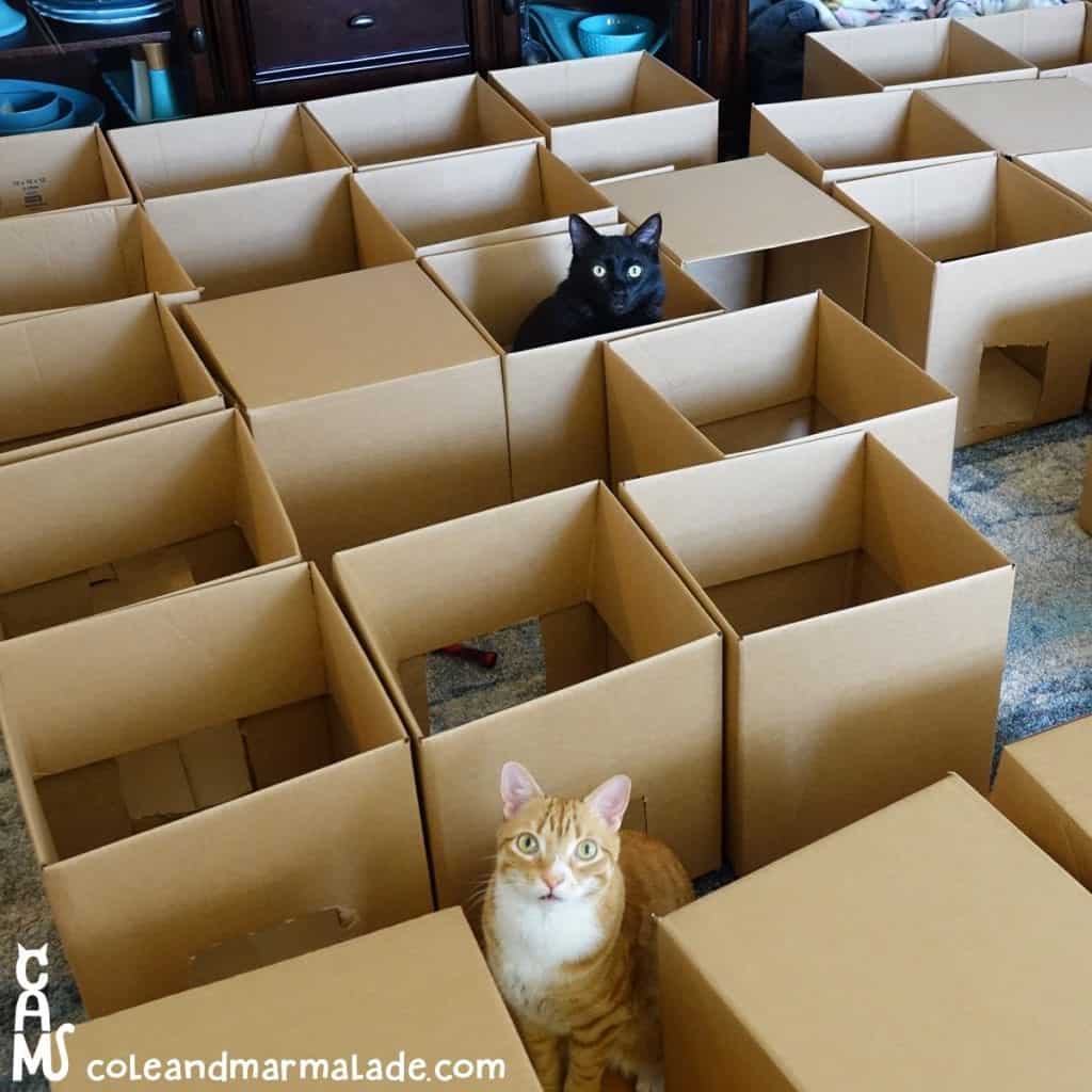 5-reasons-why-cats-love-cardboard-boxes-so-much-cole-marmalade