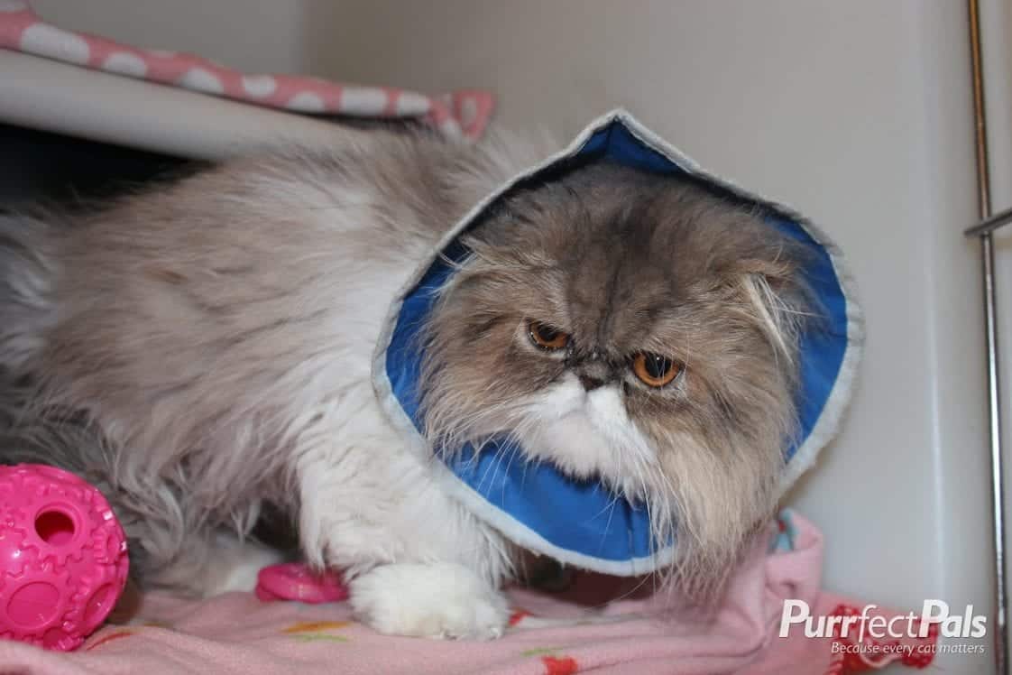 24 Neglected Persian Cats Rescued from Backyard Breeder; Saved from