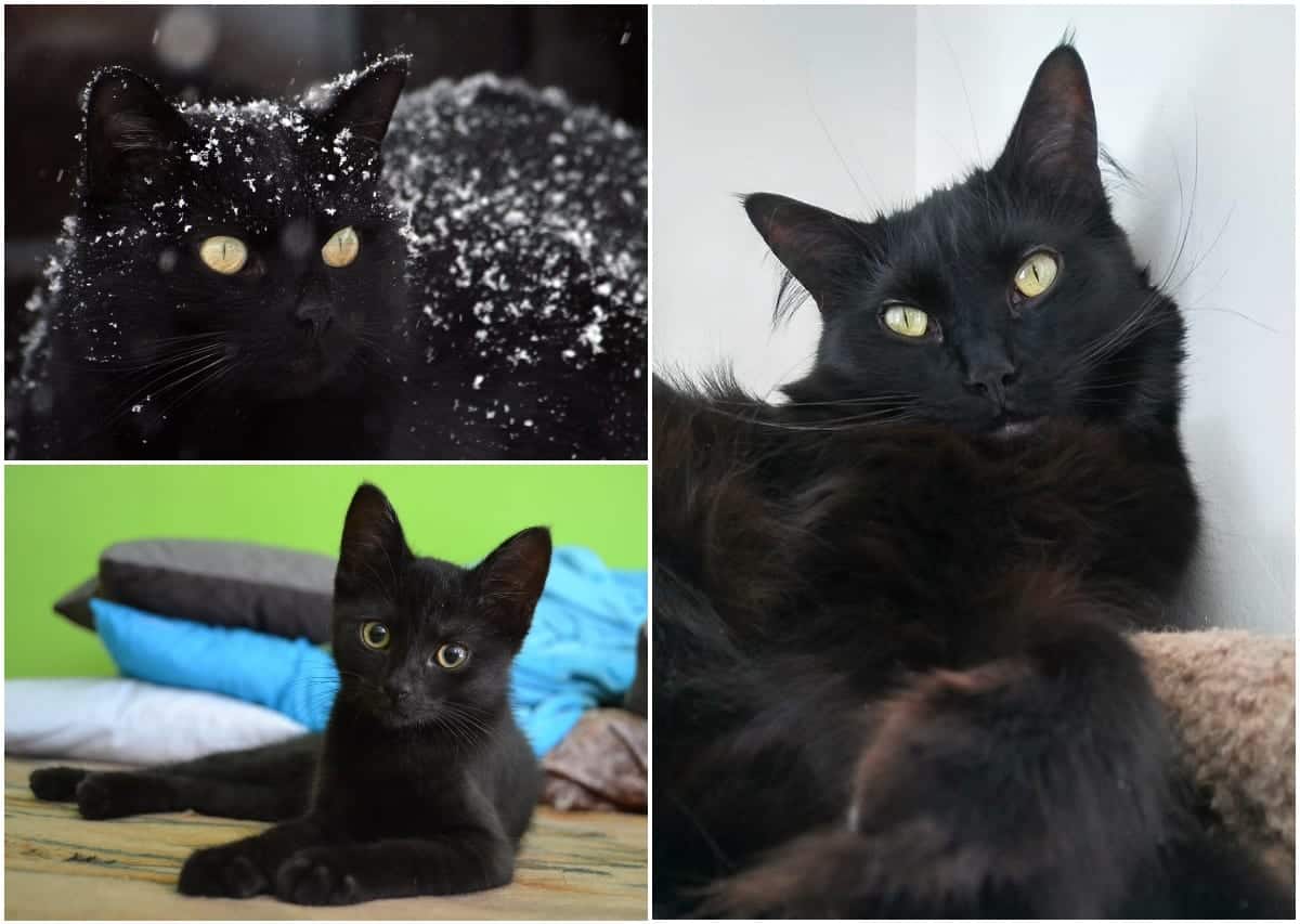 5 Fun Facts About Black Cats Cole Marmalade