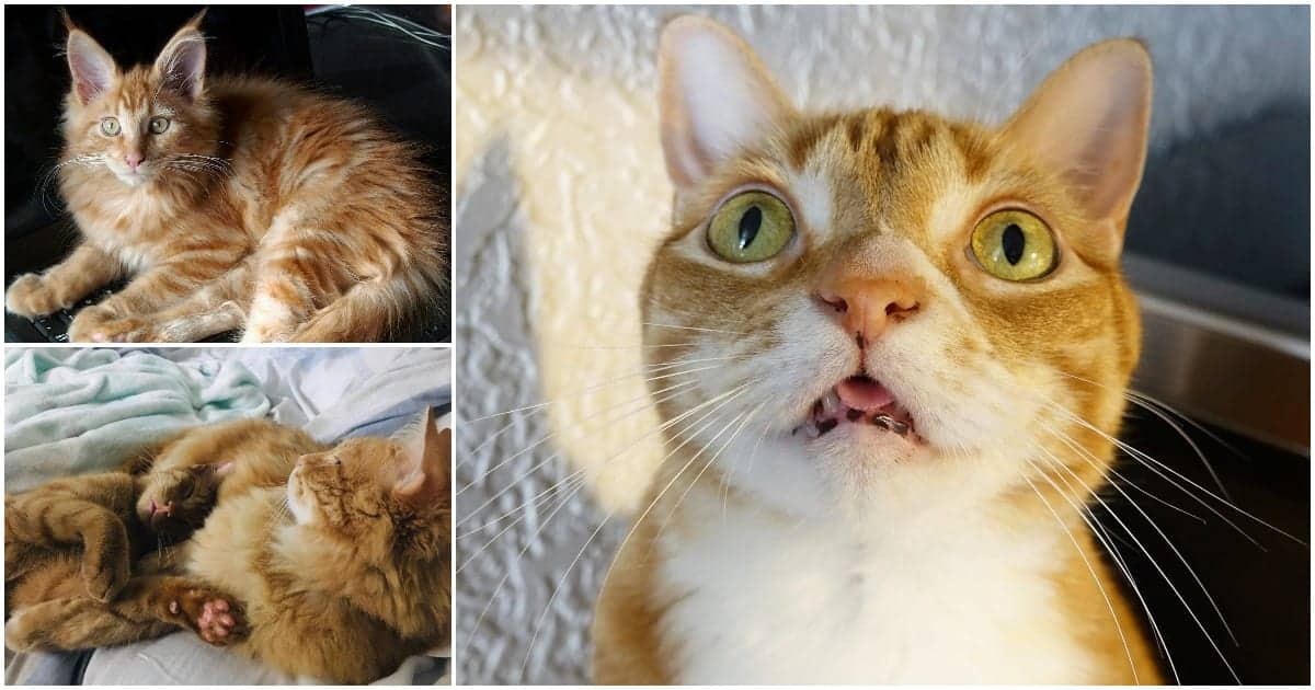8 Fun Facts About Ginger Tabby Cats Cole Marmalade