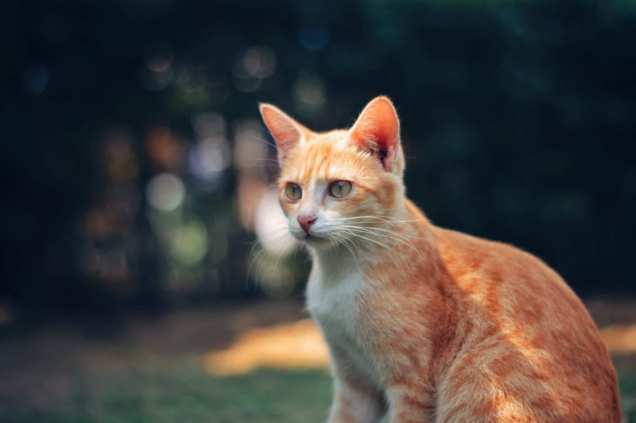 soft cute orange tabby cat 4 inches