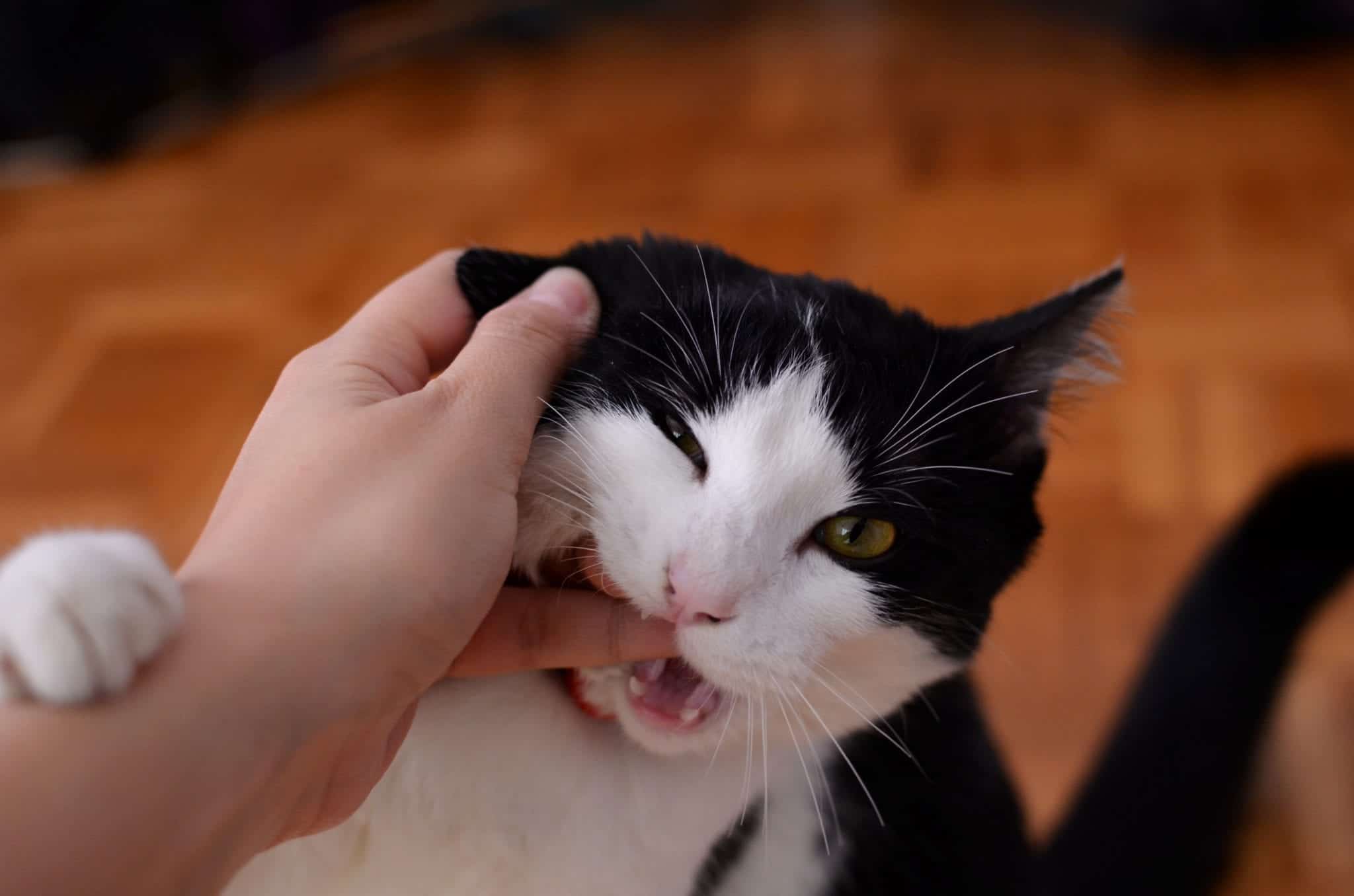  Why  Does  My  Cat  Bite  Me When I Pet Him Cole Marmalade